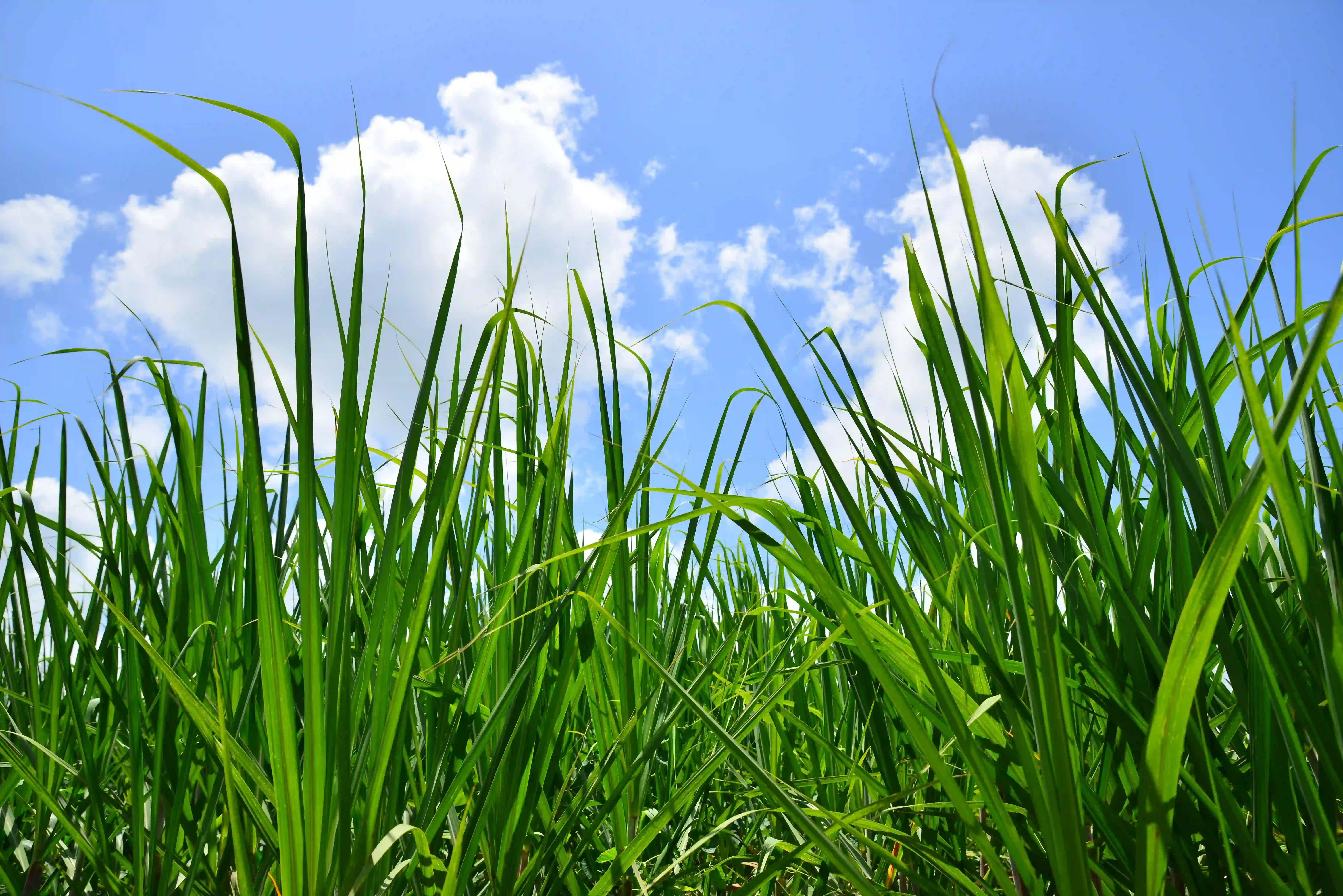 Green sustainable farming landscape